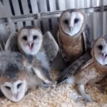 El Centro de Conservación de Vida Silvestre rehabilita a cuatro lechuzas de campanario