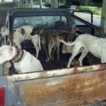 Se reafirma y recuerda la prohibición de la caza con jauría