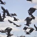 Avistaron una bandada de cóndores en La Carolina