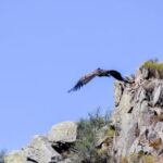 La Fundación BioAndina reveló el primer vuelo de los cóndores liberados
