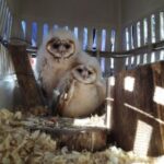 La secretaría de Ambiente lleva 206 animales rescatados