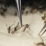 Dengue: especialista del Malbran advierten que fumigar debería ser la última opción ya que los mosquitos muestran resistencia