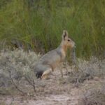 San Luis tiene seis especies amenazadas por la deforestación y los incendios