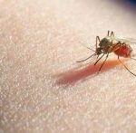 Se notificó en la provincia el primer caso de malaria de 2024
